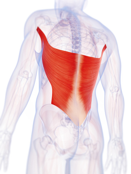 Как научиться подтягиваться: Широчайшая мышца спины и ее роль в выполнении подтягиваний 