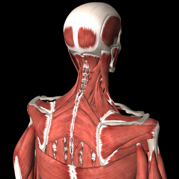 Анатомия болей в шейном отделе позвоночника - 1