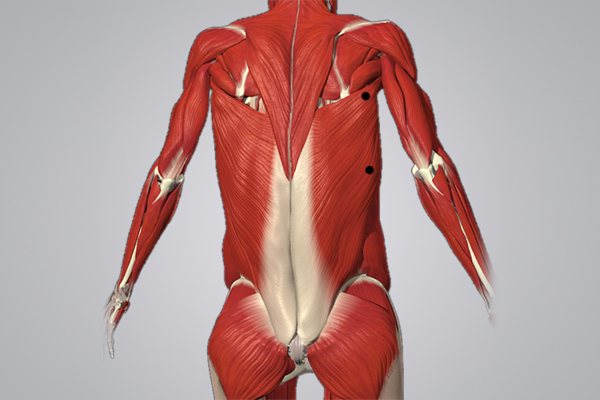 Триггерные точки широчайшей мышцы спины для проработки МФР-роллером
