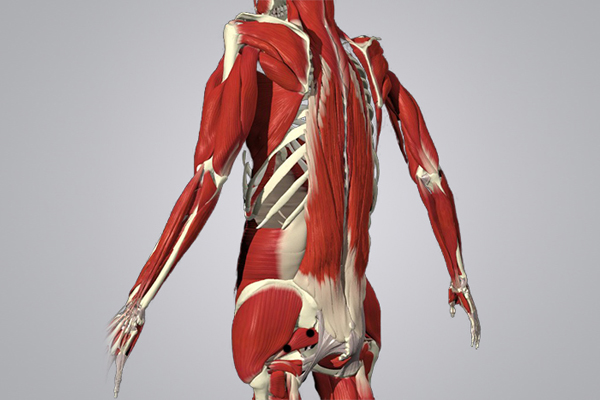 Триггерные точки грушевидной мышцы для моифасциального расслабления при болях в спине