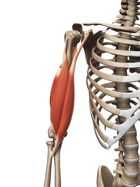 Как научиться подтягиваться: Двуглавая мышца плеча и ее роль в выполнении подтягиваний